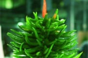 Exposición “Oh, árbol de Navidad” en Barcelona