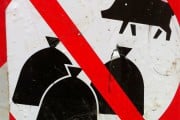 2661Continúan los trabajos para controlar la población de jabalíes en Barcelona