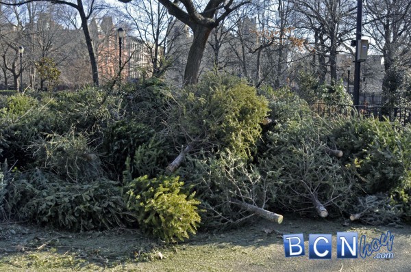 Reciclaje abetos de Navidad