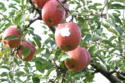appleonapple_05 appleonapple_05