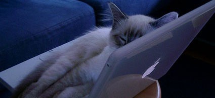 gatito