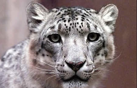 snowleopard
