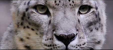 Apple ya trabaja en la primera actualización de Snow Leopard