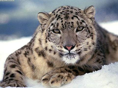 Nueva build de Snow Leopard 10.6.4 entregada a los desarrolladores