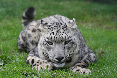 Apple distribuye una nueva beta de Snow Leopard 10.6.5 entre los desarrolladores