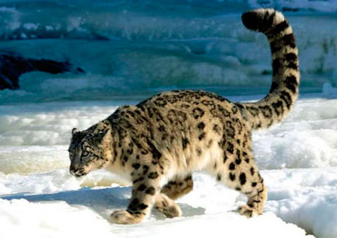 La cuarta beta de Snow Leopard 10.6.7 ha sido entregada a los desarrolladores