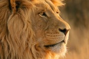 16668Lion podría haber alcanzado ya una versión final
