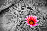 19546iSplash, o cómo dejar solo un poco de color en tus fotos