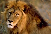 Las Apple Store reciben discos duros con copias de Lion