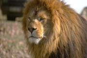18436El 14 de julio Lion podría estar disponible