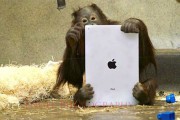 25908Los orangutanes del zoo de Milwaukee utilizan iPads