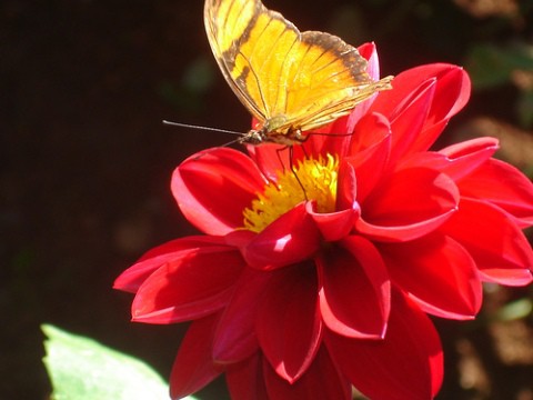 poesia infantil: a la prima primavera