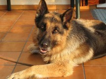 En la mayoría de los casos es el perro familiar el que muerde al niño