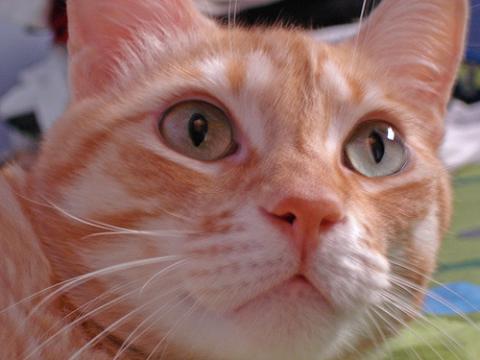 2488La relación entre los niños y los gatos