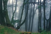 Paseos guiados por el Bosque de Bertiz