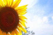 4250Manualidades con niños: Divertidos girasoles