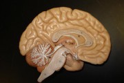 4816La depresión materna afecta al cerebro del hijo