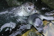 A merendar en el Aquarium Finisterrae