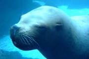 7033Terapia beneficiosa para el autismo con leones marinos