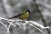6588Poesía infantil: Canción de invierno