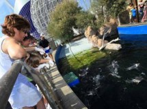 Encuentro con pingüinos en el Oceanogràfic de Valencia