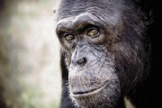Viajar con niños: Centro de Recuperación de Primates