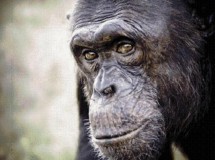 Viajar con niños: Centro de Recuperación de Primates