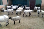 8915El Zoo bate récords