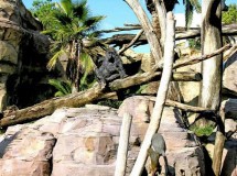 Sorteamos dos entradas dobles para Bioparc Fuengirola