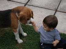 Mejores mascotas para la familia