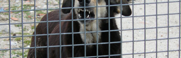 Mi hijo le teme miedo a los animales