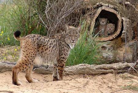 Tres hembras de Lince ibérico dan a luz
