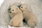 628El oso polar