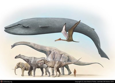 La ballena azul, el gigante sereno