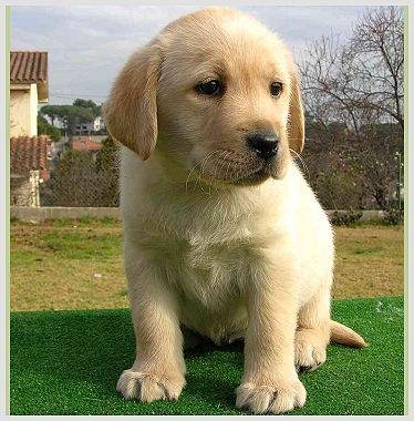 cachorro