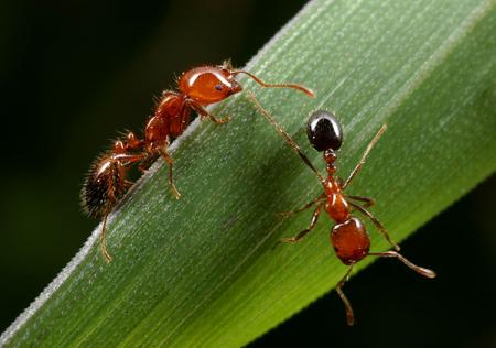 Agricultura sostenible a manos de las hormigas