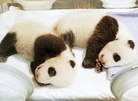 bebes panda Meihin y Eihin