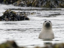 Europa limita la matanza de focas para fines comerciales