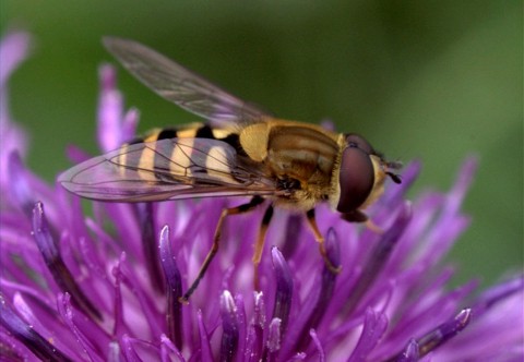 La abeja es noticia