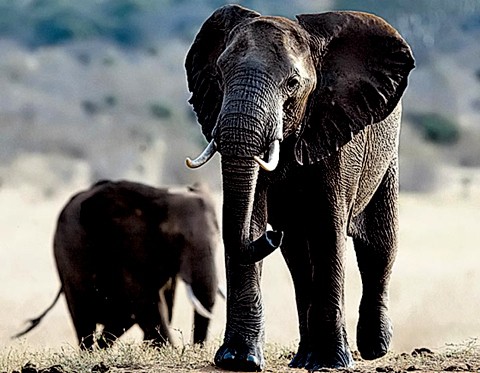 Animales asesinos: el elefante, puesto 6