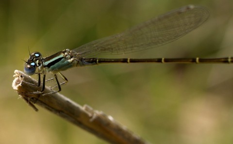 La mayor migración de insectos cruza el océano