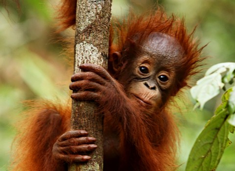 Orangután