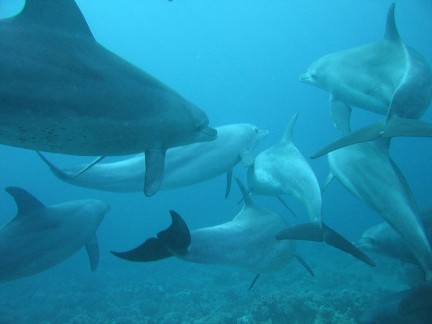 delfines