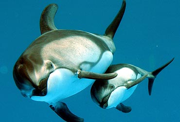 Las crías de orcas y delfines no duermen durante el primer mes