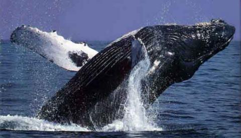 ballenas