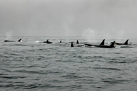 Orcas abuelas protegen sus familias