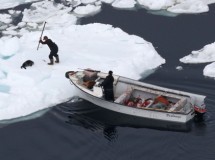 Pieles de foca llegarán a UE pese a su prohibición