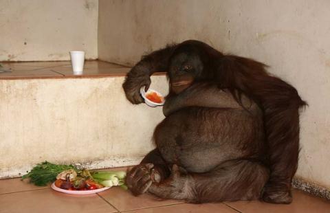 Oshine, primer orangután a dieta