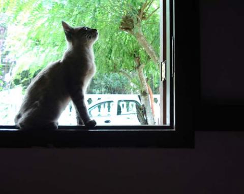 gato