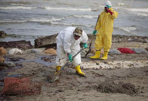 Tiburones muertos luego del derrame de petróleo